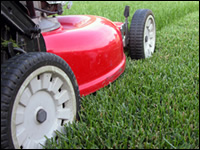 Lawn Cutting Service